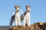 FOX TERRIER 386